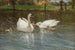 Cygnes et cygneaux - Patrick Downie — vy av konstverket