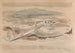 Le pillard sur les landes - Paul Nash — vy av konstverket