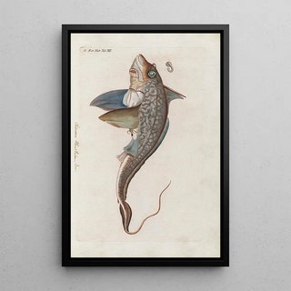 Peder Ascanius - Icones rerum naturalium ou figures enlumines dhistoire naturelle du nord Pl15.webp