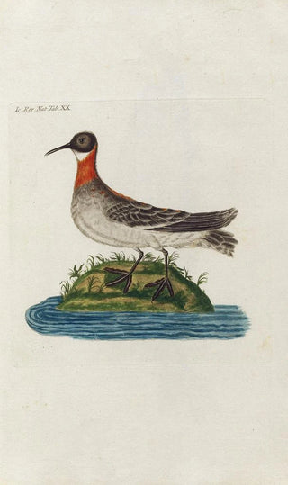 Peder Ascanius - Icones rerum naturalium ou figures enlumines dhistoire naturelle du nord Pl20.webp