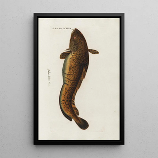 Peder Ascanius - Icones rerum naturalium ou figures enlumines dhistoire naturelle du nord Pl28.webp