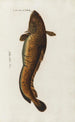 Icones rerum naturalium ou figures enluminées d'histoire naturelle du nord Pl28 - Peder Ascanius — vy av konstverket