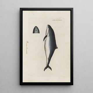 Peder Ascanius - Icones rerum naturalium ou figures enlumines dhistoire naturelle du nord Pl41.webp