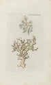 Icones rerum naturalium ou figures enluminées d'histoire naturelle du nord Pl48 - Peder Ascanius — vy av konstverket