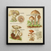 Petit atlas des champignons Pl 10 - Delachaux Niestle — inramlat konstverk på väggen