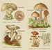 Petit atlas des champignons Pl 10 - Delachaux Niestle — vy av konstverket