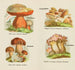 Petit atlas des champignons Pl 13 - Delachaux Niestle — vy av konstverket