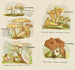 Petit atlas des champignons Pl5 - Delachaux Niestlé — vy av konstverket