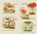 Petit atlas des champignons Pl6 - Delachaux Niestlé — vy av konstverket