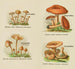 Petit atlas des champignons Pl7 - Delachaux Niestle — vy av konstverket