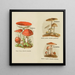 Petit atlas des champignons Pl8 - Delachaux Niestle — inramlat konstverk på väggen