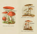 Petit atlas des champignons Pl8 - Delachaux Niestle — vy av konstverket