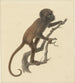 Petit singe - Pieter Pietersz Barbiers — vy av konstverket