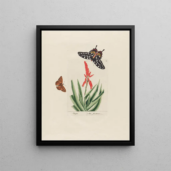 Petr Martynovich Gofman - Aloe succotrina.webp