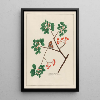 Petr Martynovich Gofman - Guajacum officinale.webp