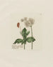 Heracleum sphondylium - Petr Martynovich Gofman — vy av konstverket