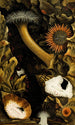 Sagartia troglodytes S viduata S pallida S pura Adamsia palliata - Philip Henry Gosse — vy av konstverket