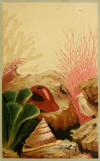 Philip Henry Gosse - The Smooth Anemone.webp