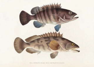 Philipp Franz Balthasar von Siebold - Fauna japonica Pl006.webp
