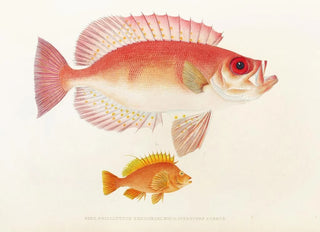 Philipp Franz Balthasar von Siebold - Fauna japonica Pl010.webp