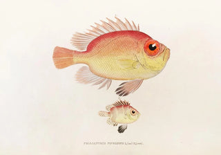 Philipp Franz Balthasar von Siebold - Fauna japonica Pl011.webp