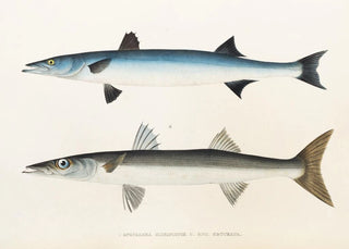 Philipp Franz Balthasar von Siebold - Fauna japonica Pl021.webp