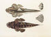 Fauna japonica Pl025 - Philipp Franz Balthasar von Siebold — vy av konstverket
