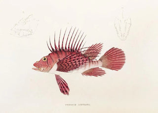 Philipp Franz Balthasar von Siebold - Fauna japonica Pl030.webp