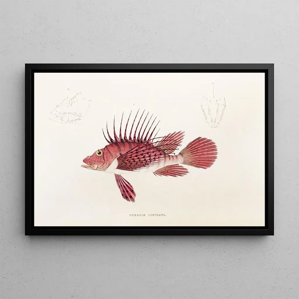 Philipp Franz Balthasar von Siebold - Fauna japonica Pl030.webp