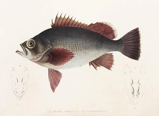 Philipp Franz Balthasar von Siebold - Fauna japonica Pl031.webp