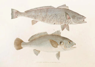 Philipp Franz Balthasar von Siebold - Fauna japonica Pl036.webp