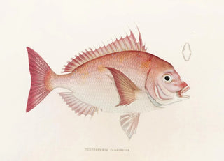 Philipp Franz Balthasar von Siebold - Fauna japonica Pl046.webp