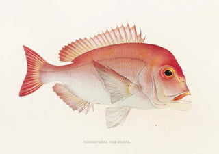 Philipp Franz Balthasar von Siebold - Fauna japonica Pl047.webp