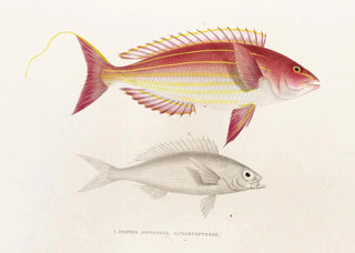 Philipp Franz Balthasar von Siebold - Fauna japonica Pl050.webp