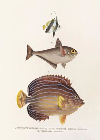 Philipp Franz Balthasar von Siebold - Fauna japonica Pl057.webp