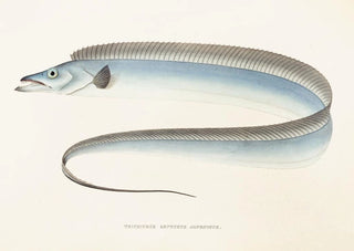 Philipp Franz Balthasar von Siebold - Fauna japonica Pl067.webp