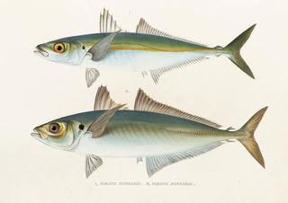 Philipp Franz Balthasar von Siebold - Fauna japonica Pl071.webp