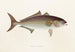 japansk fauna Pl074 - Philipp Franz Balthasar von Siebold — vy av konstverket