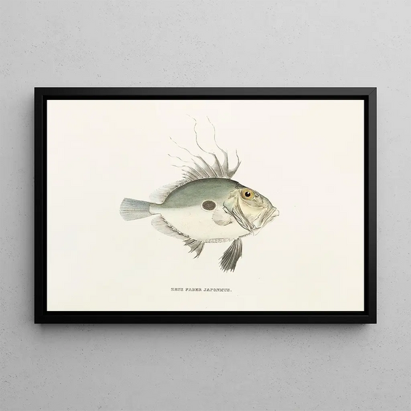 Philipp Franz Balthasar von Siebold - Fauna japonica Pl080.webp