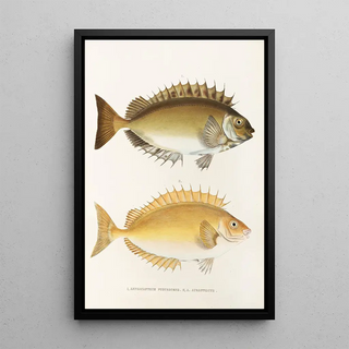 Philipp Franz Balthasar von Siebold - Fauna japonica Pl082.webp