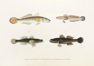 Philipp Franz Balthasar von Siebold - Fauna japonica Pl088.webp