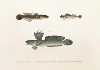 Philipp Franz Balthasar von Siebold - Fauna japonica Pl090.webp