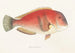 Fauna japonica, Pl. 101 - Philipp Franz Balthasar von Siebold — vy av konstverket