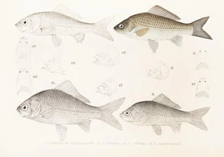Philipp Franz Balthasar von Siebold - Fauna japonica Pl115.webp