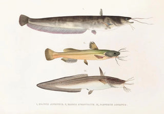 Philipp Franz Balthasar von Siebold - Fauna japonica Pl121.webp