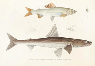 Philipp Franz Balthasar von Siebold - Fauna japonica Pl122.webp