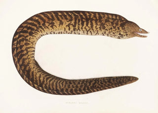 Philipp Franz Balthasar von Siebold - Fauna japonica Pl134.webp