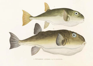 Philipp Franz Balthasar von Siebold - Fauna japonica Pl139.webp