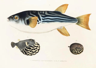 Philipp Franz Balthasar von Siebold - Fauna japonica Pl142.webp