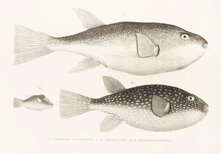 Philipp Franz Balthasar von Siebold - Fauna japonica Pl143.webp